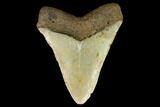 Fossil Megalodon Tooth - North Carolina #124935-2
